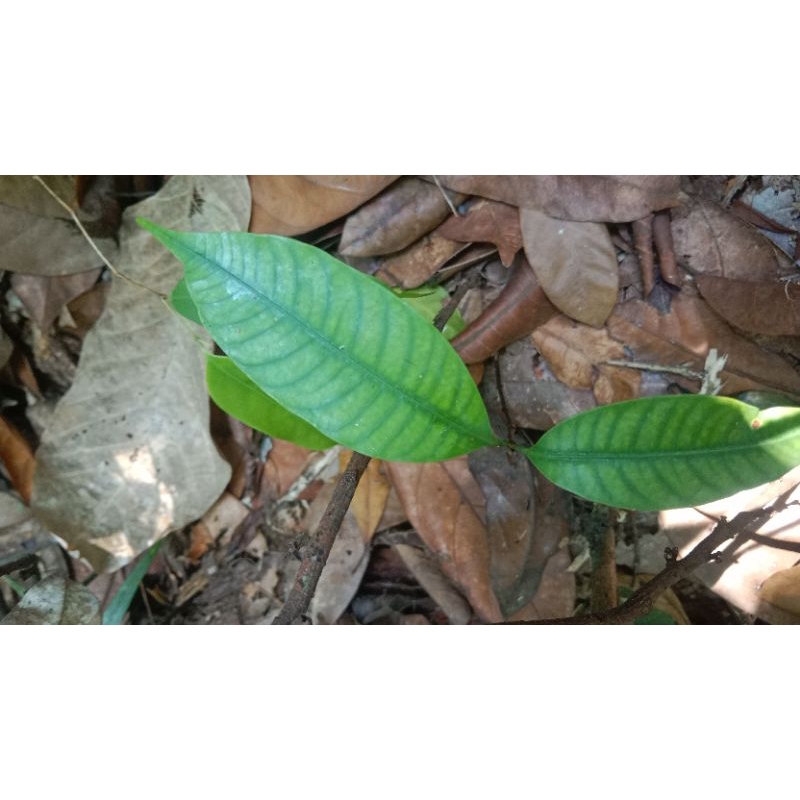 tanaman hias Syzygium sp