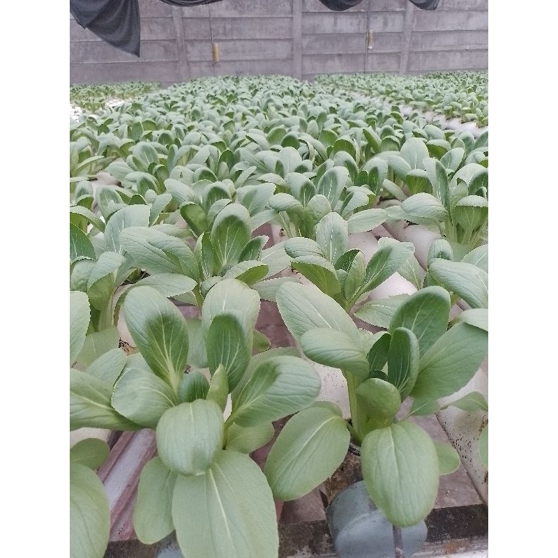 

pakcoy hidroponik 250gr/pack