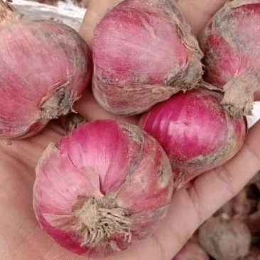 

BAWANG MERAH JUMBO/BUMBU DAPUR/BAWANG MERAH SUPER/COD