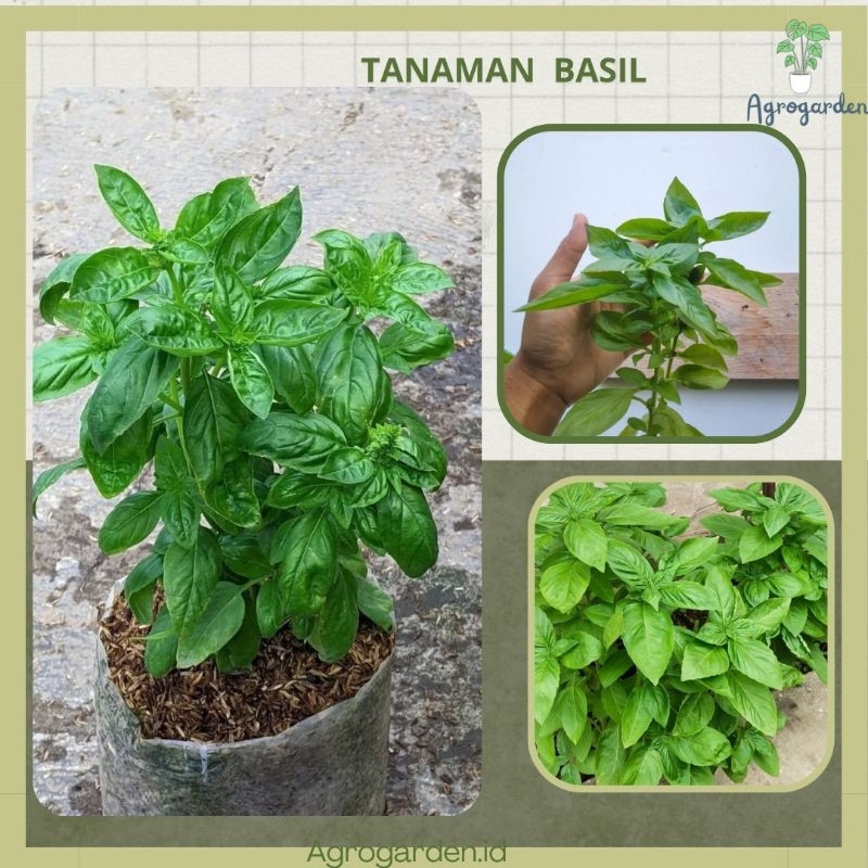 Tanaman herbal sweet basil - sweet basil tanaman sayuran herbal -TANAMAN DAUN BASIL SIAP TANAMN