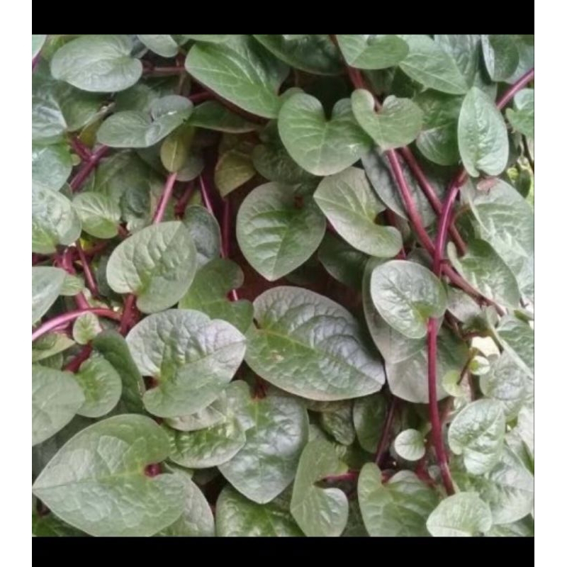 

Daun Binahong segar per lembar