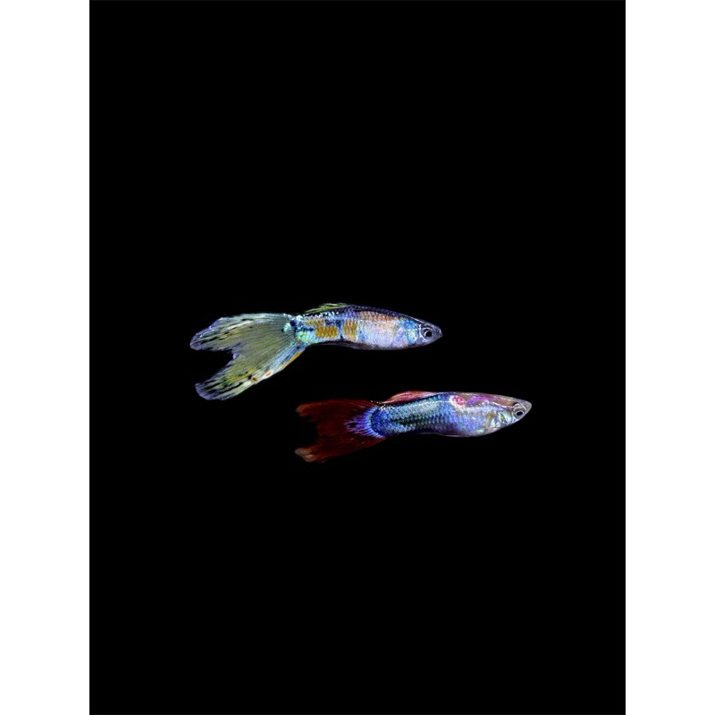 Ikan Guppy Cendolan || Ikan hias Aquarium