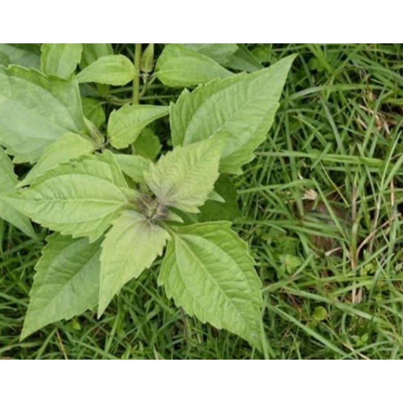 

kirinyuh daun kopasanda balakacida 1kg