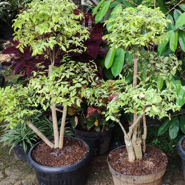 BONSAI TAMAN ANTING PUTRI VARIGATA/SALJU