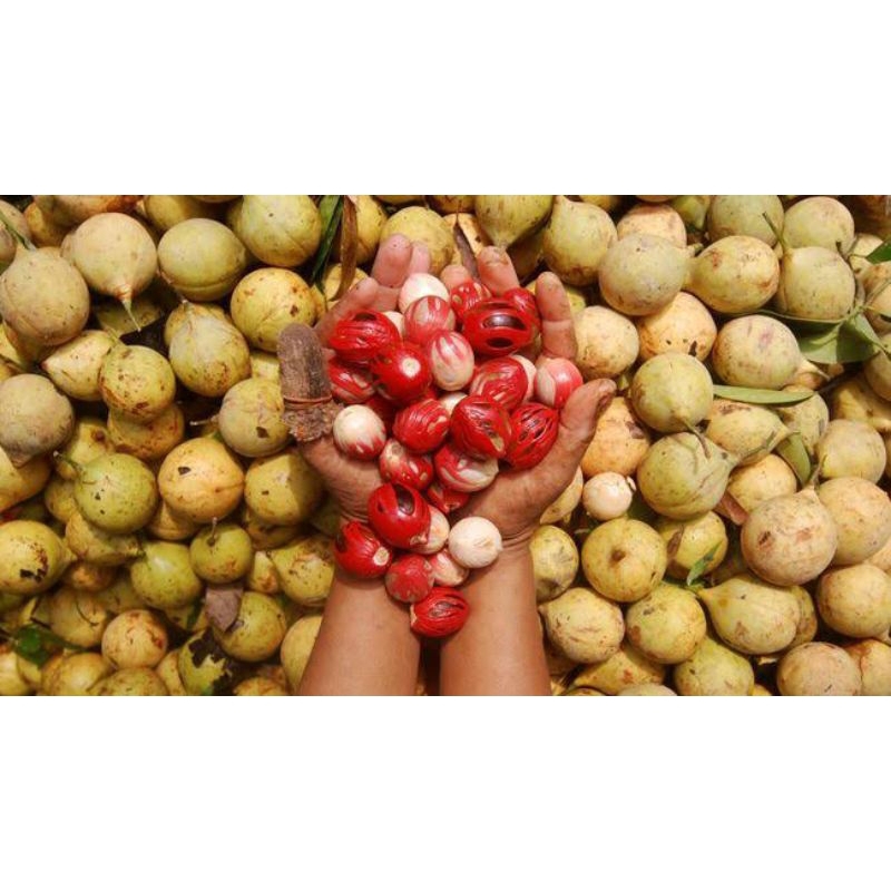 

Buah pala seger 1kg cocok buat herbal