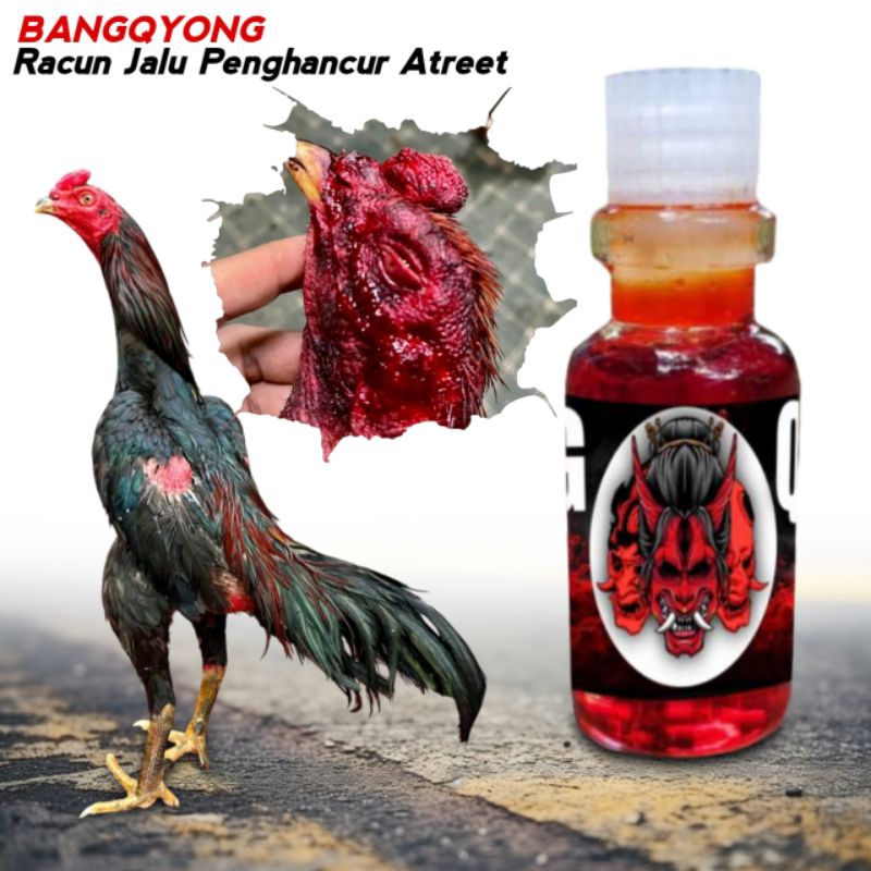Racun oles ayam bangkok penghancur Pama dikalangan