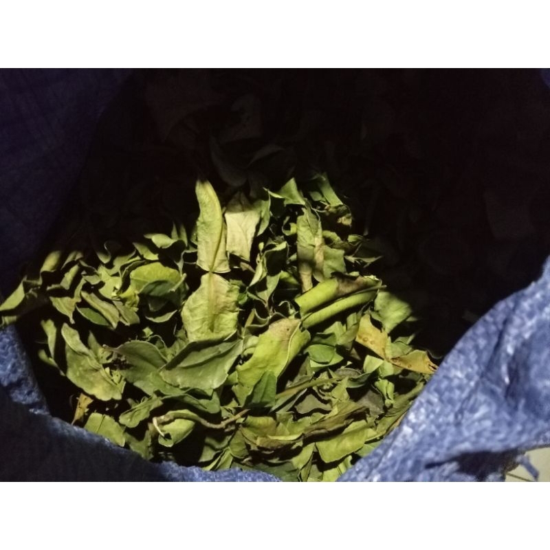 

daun jeruk kering