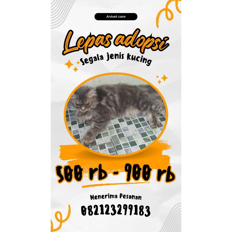 kucing persia - kucing anggora - kucing bengal - kucing Bsh - kucing himalaya - kucing maincone - ku