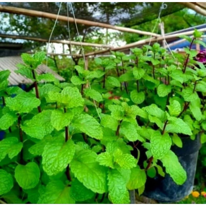 Tanaman hias Daun mint asli / daun mint wangi / tanaman gantung daun mint