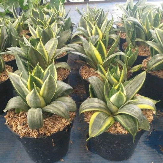 Tanaman Hias SANSIVERA SILVER FROST tanaman indor