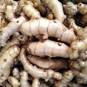 

Kunyit putih/Temu Putih/Curcuma Zedoaria/Koneng Bodas