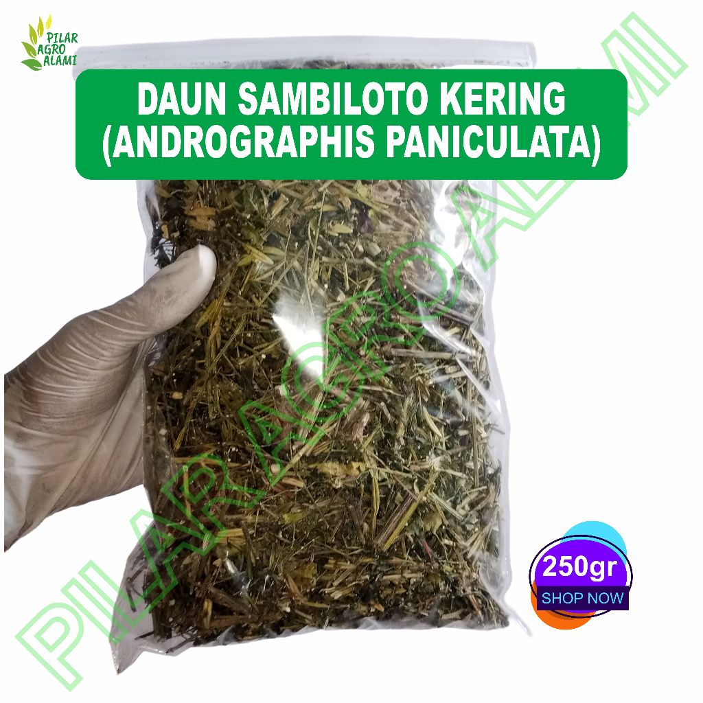 

Sambiloto kering asli 250gr sudah dicacah