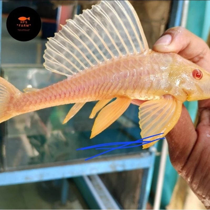 pleco L083 gibicep 100% asli gibicep