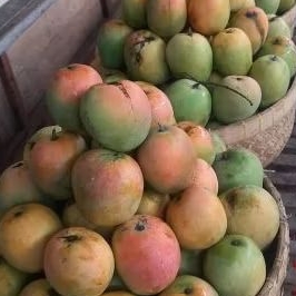 

Mangga Gedong Ginchu Indramayu per 1 kg