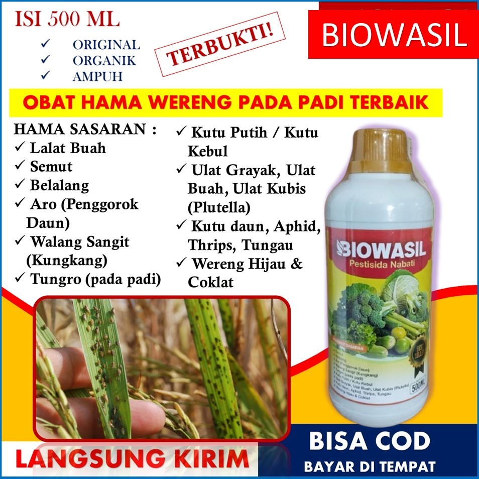 biowasil - obat hama wereng padi tebaik - inteksida organik pembasmi wereng terampuh - obat wereng p