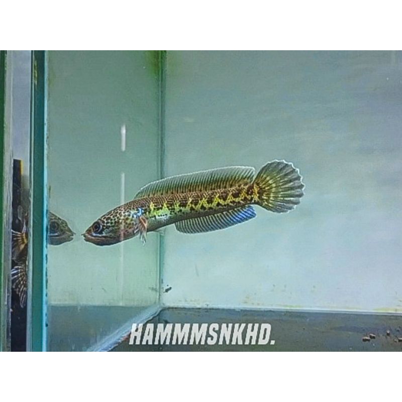 C. Auranti CB Grade A 5-7 cm