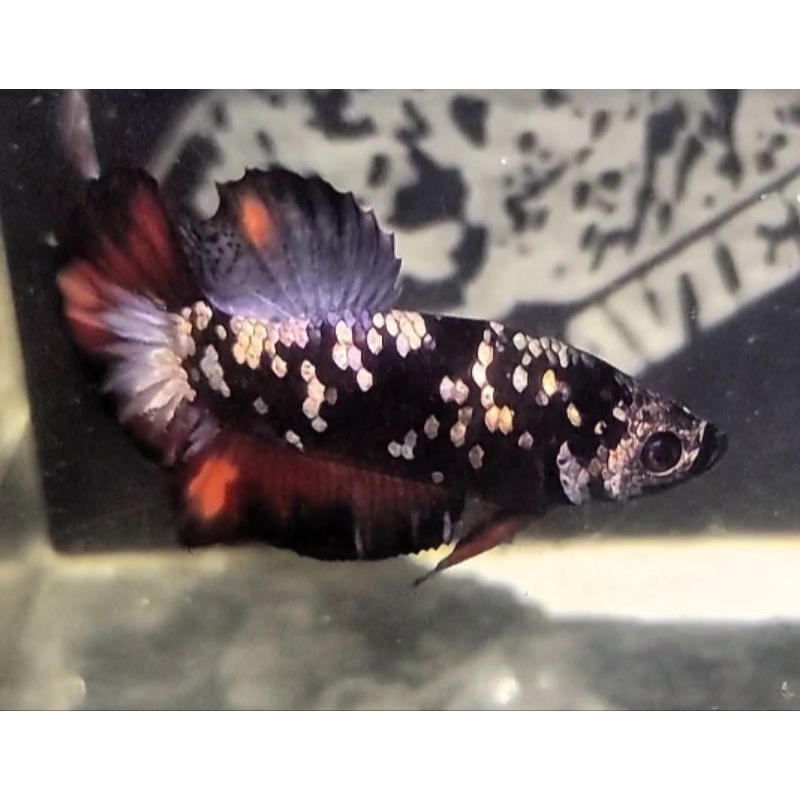 

CUPANG AVATAR COPPER