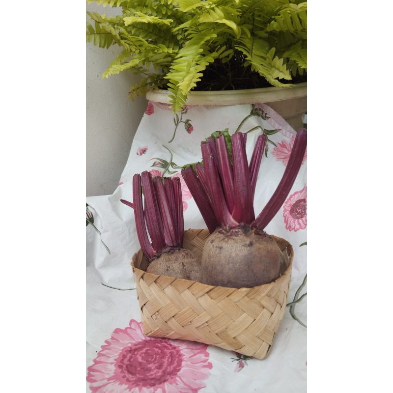 

Beetroot,buah organik,sayur organik,kebun sendiri, sayur buah segar