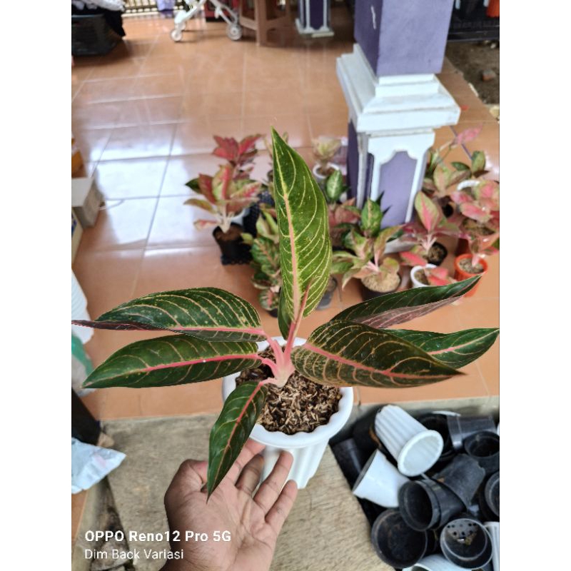 Tanaman Hias Bunga Aglaonema Aglonema Mahardika