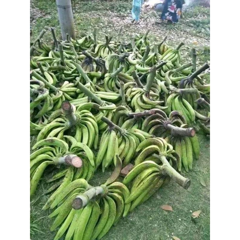 

pisang tanduk per 1kg