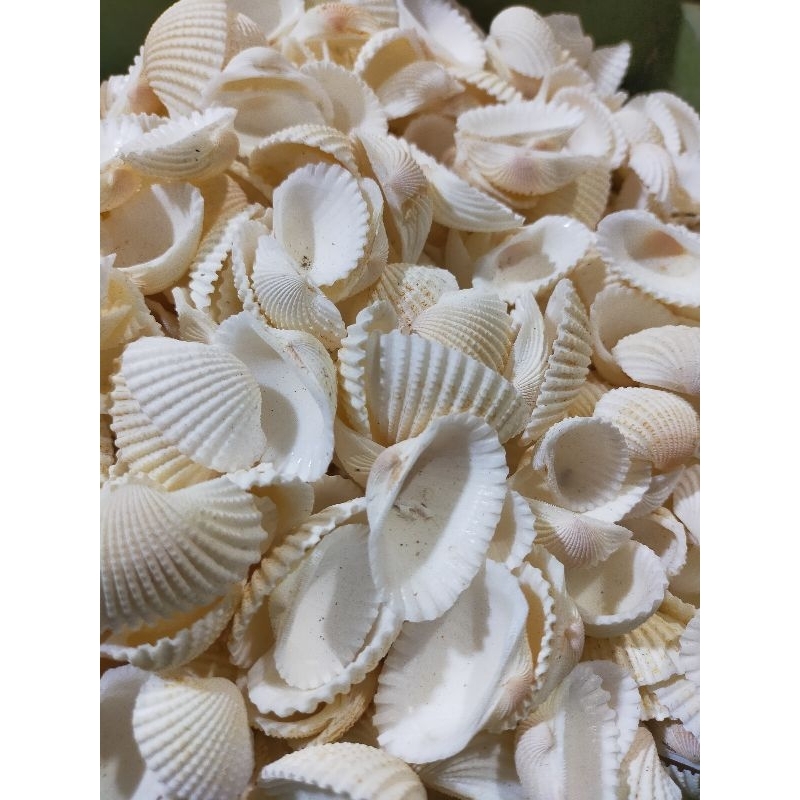 Bahan kerajinan kerang - cangkang kerang dara - kerang dara besar - 100 gr - bahan baku kerajinan ta