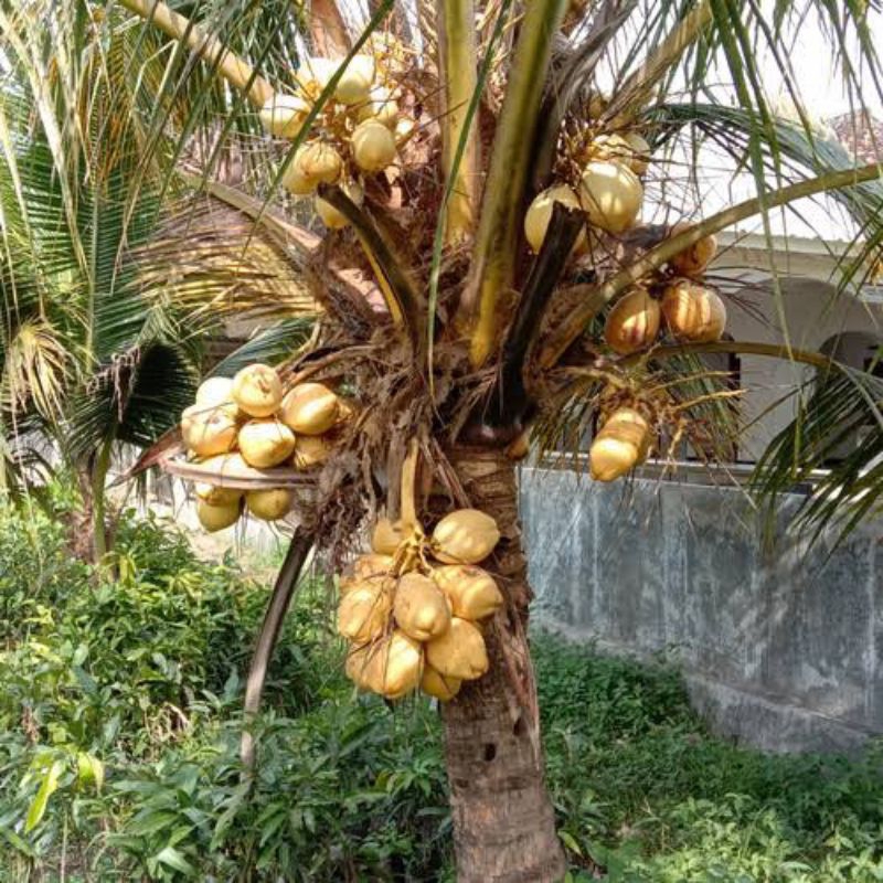 

JUAL Kelapa Kuning Segar Muda / Kelapa Gading untuk ibu hamil