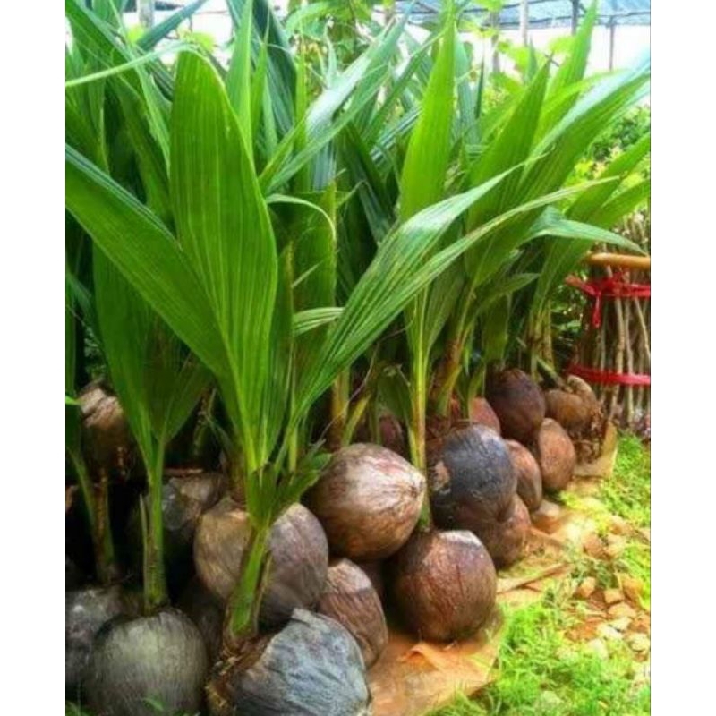 bibit kelapa entok