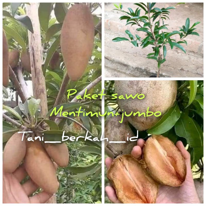 paket bibit sawo mentimun+jumbo