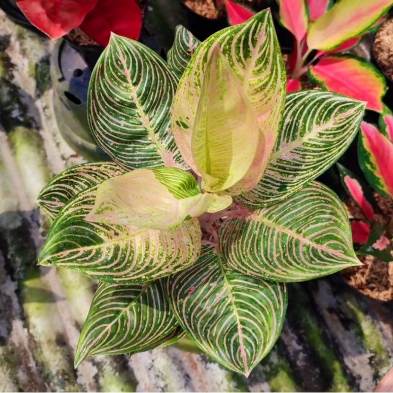 Aglonema Golden Hope Tanlok (Tanian Lokal) Tanaman Hias Bunga Aglaonema Murah Merah BUKAN bonggol bi