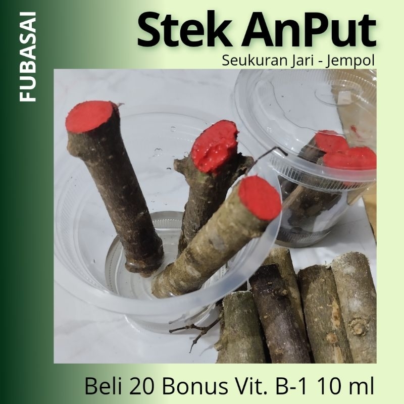 Bahan Bonsai Anting Putri Stek Batang Seukuran Jari - Jempol