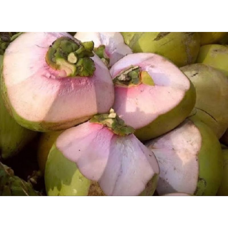 

Degan Ijo Asli 1 buah besar (Bisa kirim luar kota)