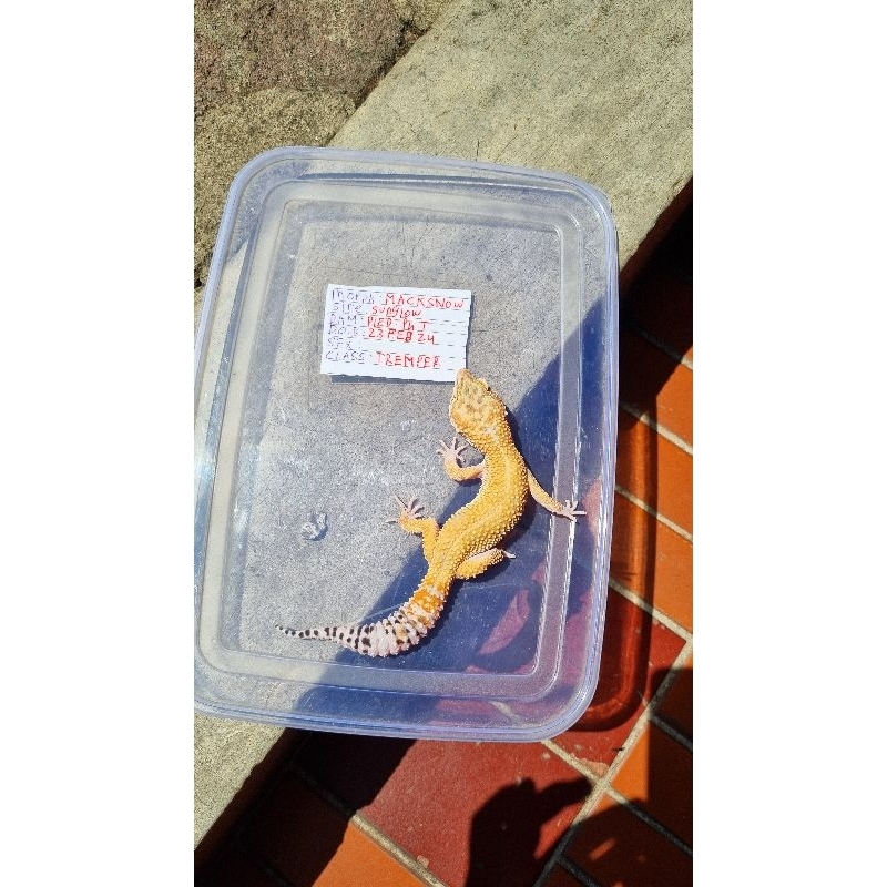 kartu leopard gecko jantan macksnow