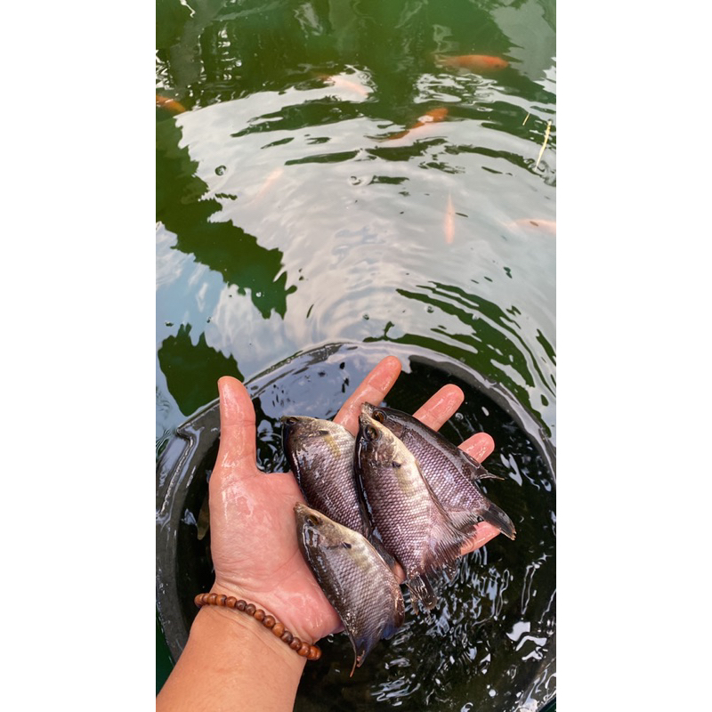bibit ikan gurame 3 jari up