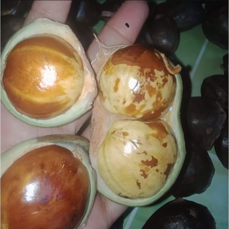 

Jengkol/jring/jengki tua fress baru petik full sortir, juga ada yang kulitan fress