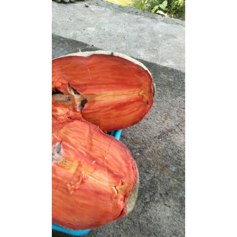 

buah mamey sapote 3 buah 350 rb