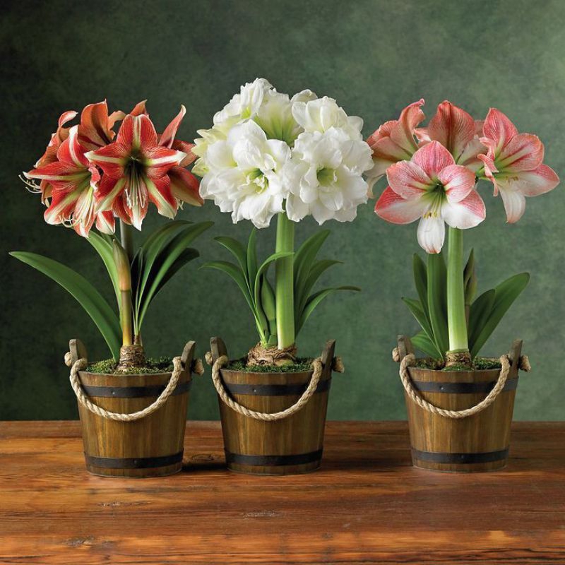 Pakethemat 3 jenis tanaman hias Bakung amarilis - bunga hidup - tanaman hidup