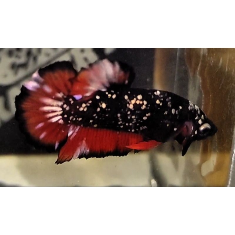 

CUPANG AVATAR COPPER RED CROM