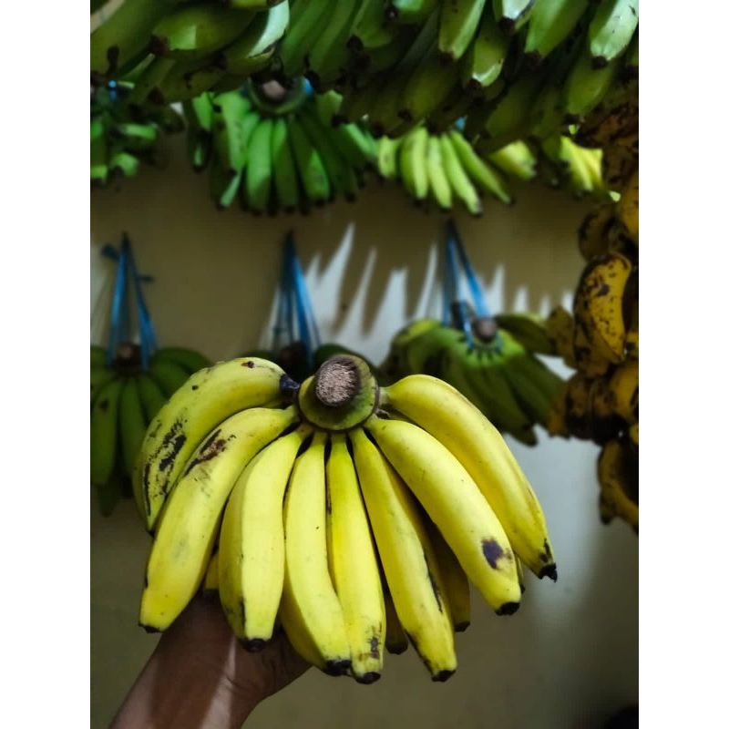 

Pisang Ambon Kuning