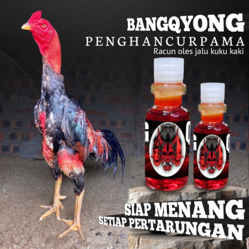Mengobati Ayam Bangkok Flu pilek meler