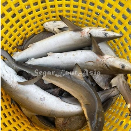 

Baby Hiu Ikan Hiu Segar Ikan Konsumsi 1Kg