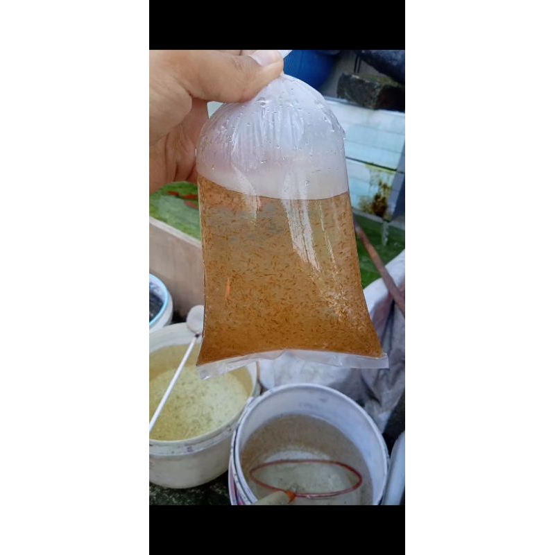 Kutir Daphnia Magna