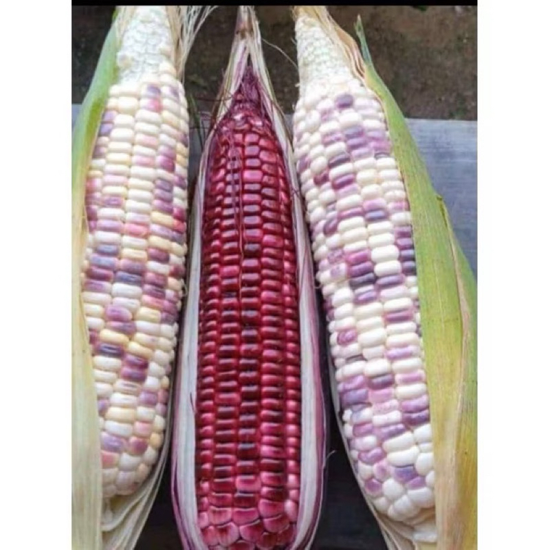 

Jagung Ketan Pulut 1kg