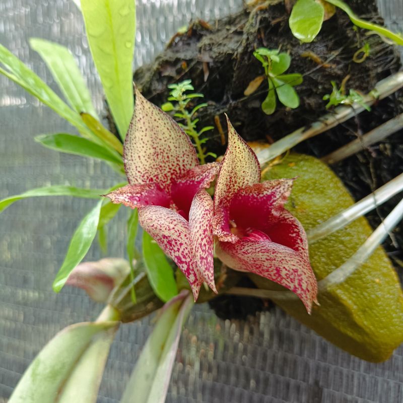 Bulbophyllum macrobulbon
