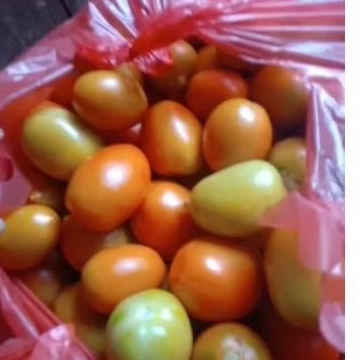 

TOMAT SEGAR - 1 KG