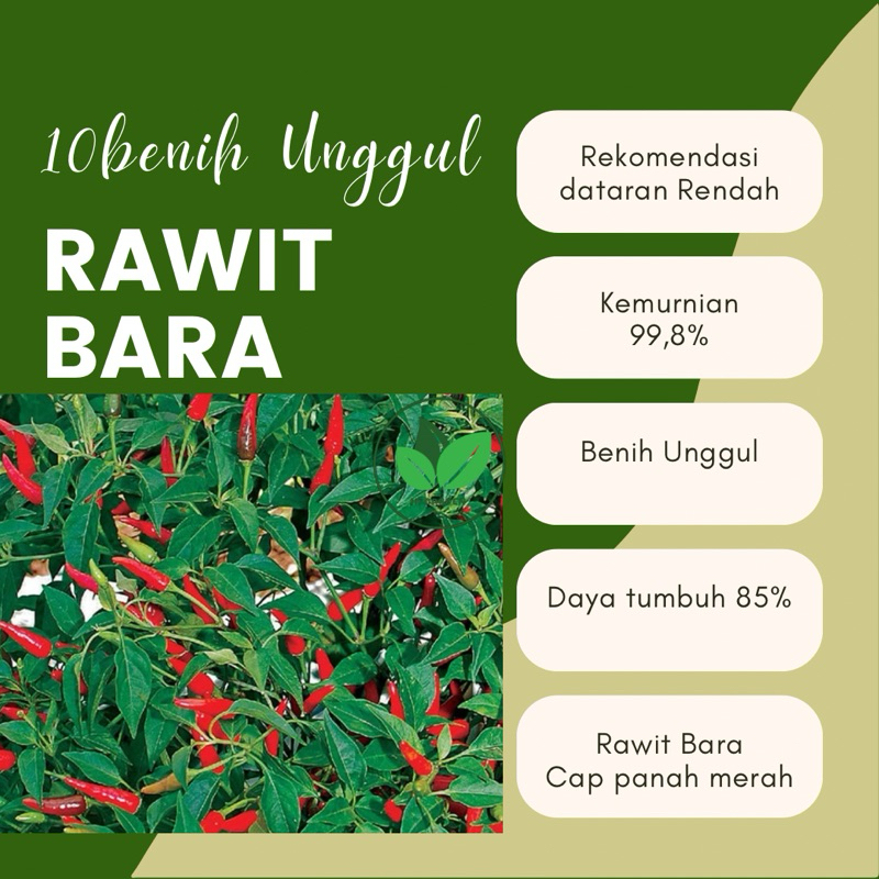 10 Benih Unggul Cabe rawit Bara benih cabai Rawit Bara