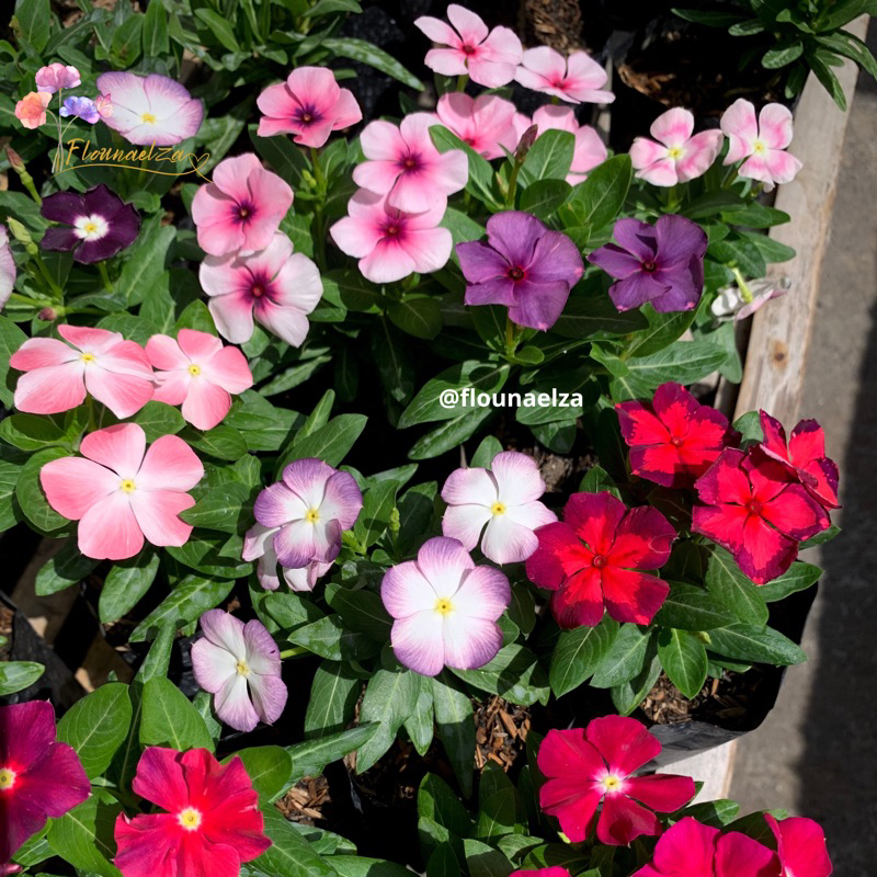 [BONUS BENIH] Tanaman Hias Bunga Vinca Juntai Tapak Dara, Vinca Plants, Vinca Juntai