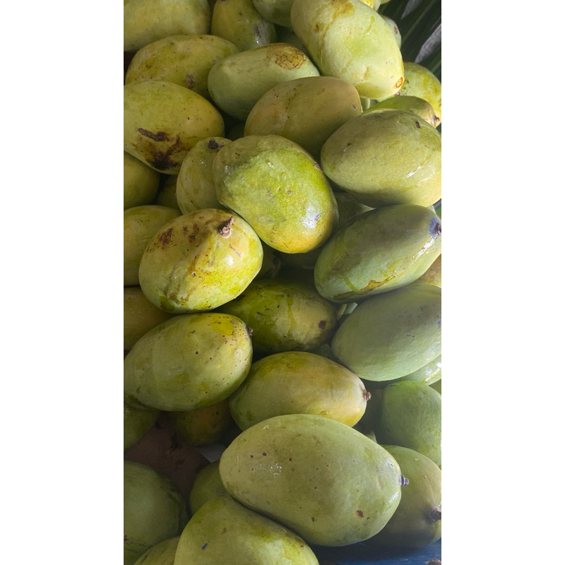 

MANGGA_murah_10000/kg