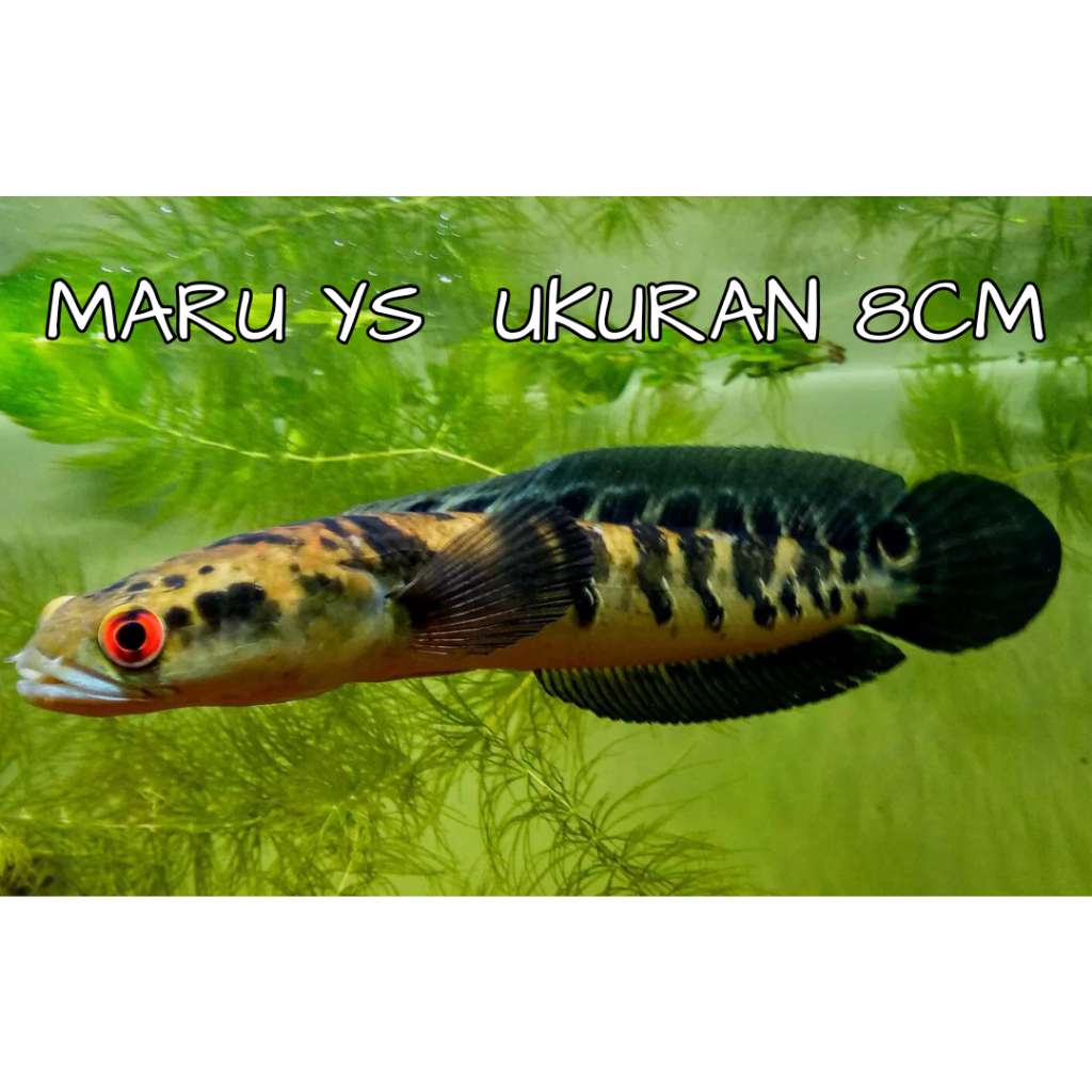 CHANA MARU YS UKURAN 8CM PALING MURAH BERGARANSI