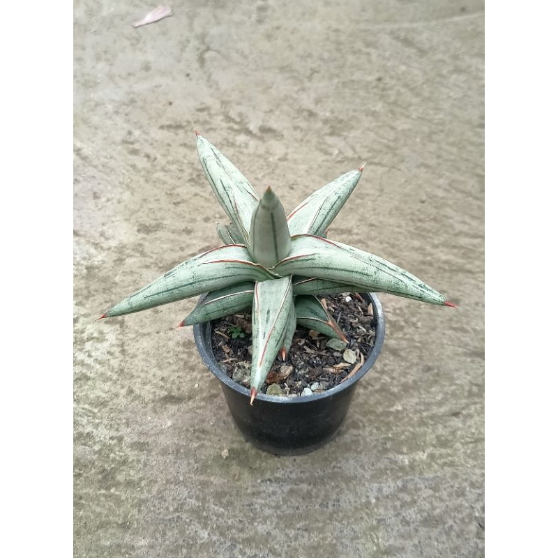 Sansevieria Silver Clone