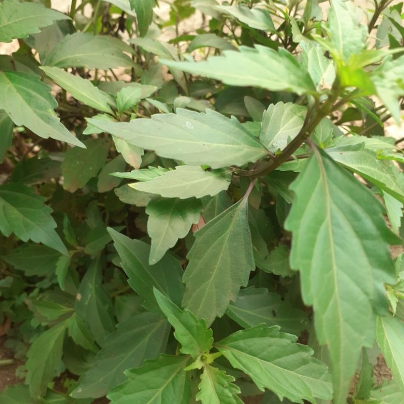 

daun kumis kucing segar per 500 gram